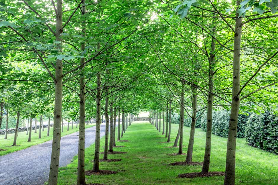 Patterns by Dan Kiley